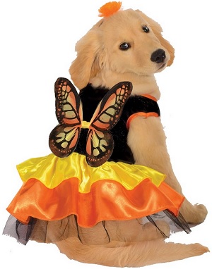 Butterfly Dog Halloween Costume