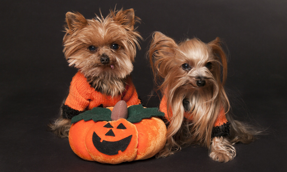 Top 10 Dog Halloween Costumes in 2015